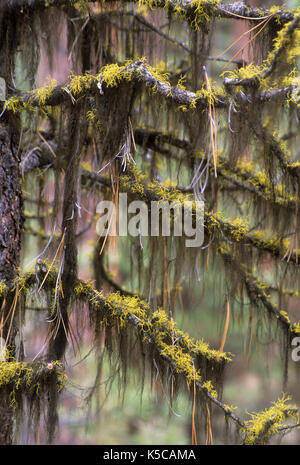 Lichen on Ponderosa pine (Pinus ponderosa) branches on Swick Creek Old Growth Interpretive Trail, Malheur National Forest, Oregon Stock Photo