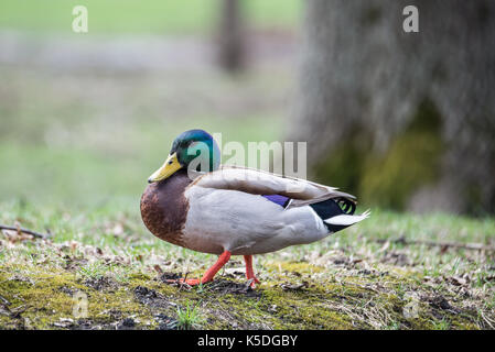 Wild Male Duck Stock Photo