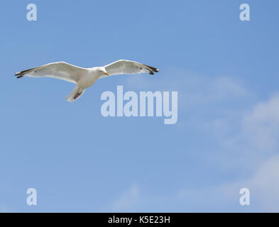 Single seagull in flight on blue sky Stock Photo