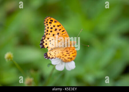 Indian Fritillary Butterfly, Argynnis hyperbius, sitting on a flower. Selective focus on centre of insect. Stock Photo