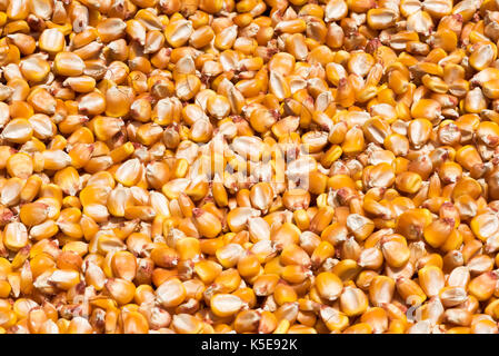 Corn drying in the sun Stock Photo