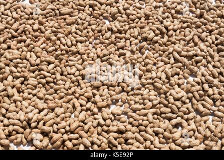 Peanuts drying in the sun Stock Photo