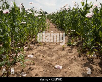 In poppy field in hot summer. Blossom of poppies and green poppy heads moving in gentle wind, green plants and blue sky in background Stock Photo