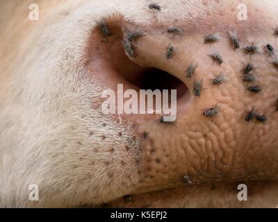 Detail of white cow muzzle. Annoying flies sit or run on the cow skin ...