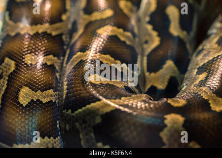 Snake skin pattern close up Stock Photo