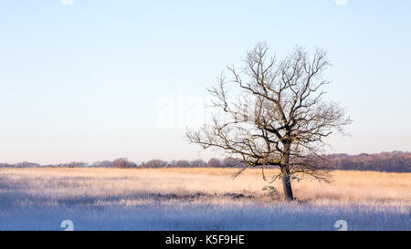 single leafless tree in the middle of a field lit by the morning sun Stock Photo