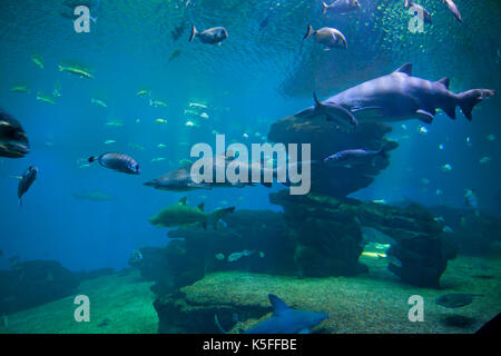 Colorful exotic tropical fishes and sharks underwater in aquarium Stock Photo