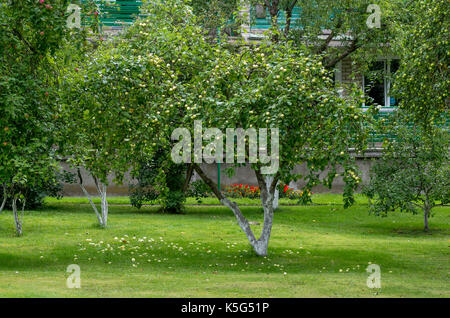 Organic Green apples ready to pick on tree branches. Stock Photo