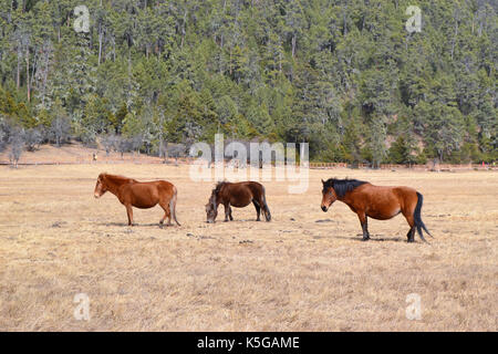 beautiful brown horse walking in the vast grassland, side view in pudacuo national park near blue lake nobody here in yunnan, shangri-la Stock Photo