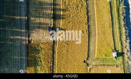 Ili, China's Xinjiang Uygur Autonomous Region. 8th Sep, 2017. Harvesters work at an organic rice field in Ili Kazakh Autonomous Prefecture, northwest China's Xinjiang Uygur Autonomous Region, Sept. 8, 2017. Credit: Hu Huhu/Xinhua/Alamy Live News Stock Photo