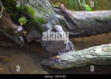 female of a larosterna inca at a stream, Larosterna Standing on a tree, Inca tern Stock Photo