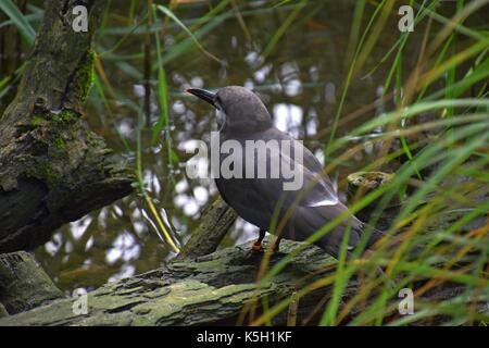 female of a larosterna inca at a stream, Larosterna Standing on a tree, Inca tern Stock Photo