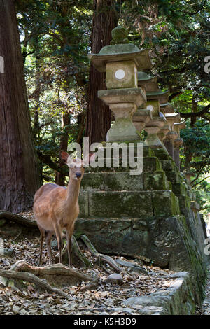 Nara - Japan, May 29, 2017: Deer wonder freely near stone lanterns in the park at the Kasuga Taisha shrine Stock Photo