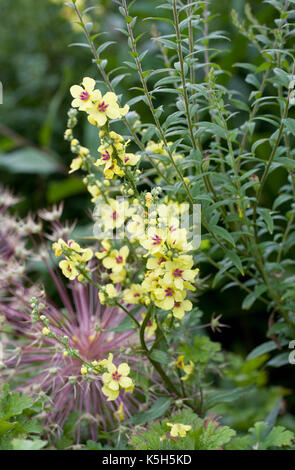 Verbascum chaixii 'Sixteen Candles' in an herbaceous border. Stock Photo