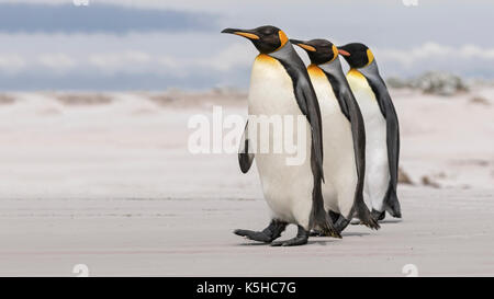 King Penguin Stock Photo