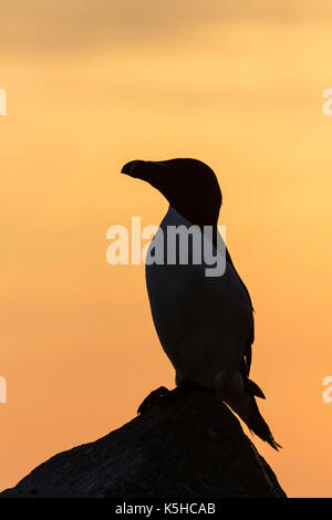 Razorbill Stock Photo