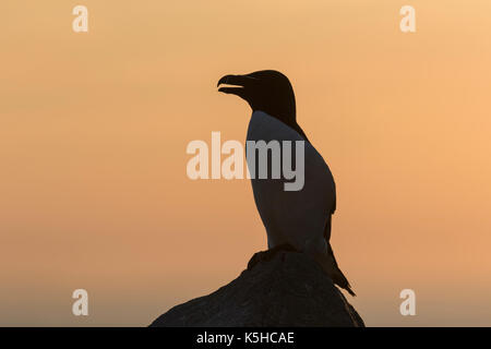 Razorbill Stock Photo