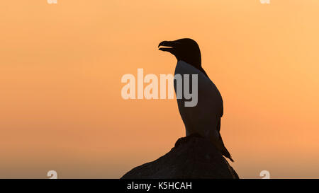 Razorbill Stock Photo