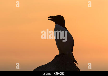 Razorbill Stock Photo