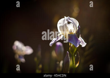 Lilac iris flower. Dark blurred background. Backlight. Stock Photo