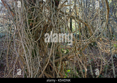 the woody stems from Clematis vitalba, the 'Traveller's Joy' or 'Old man's beard', family Ranunculaceae, in the Aurunci mountains, Esperia, Italy Stock Photo