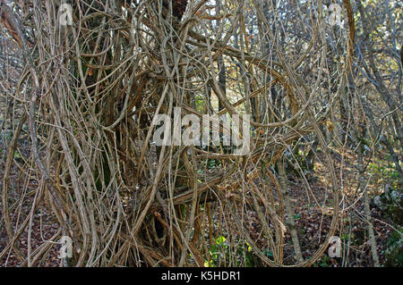 the woody stems from Clematis vitalba, the 'Traveller's Joy' or 'Old man's beard', family Ranunculaceae, in the Aurunci mountains, Esperia, Italy Stock Photo