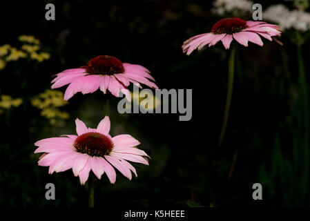 Close up of three delicate Echinacea purpurea flowers, Coneflowers, at a flower show in England.  These are a delicate pink purple floating against a  Stock Photo