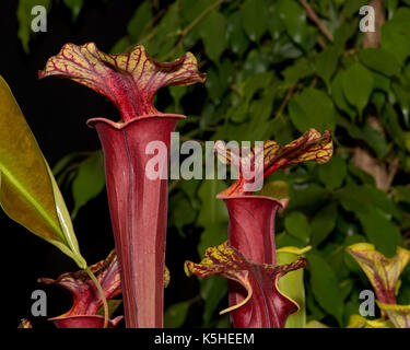 Close up of  Sarracenia flava Pitcher Plants at a flower show in Englanddeep redvariety with red veins on yellow at the top leaf Stock Photo