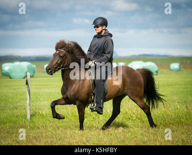 Man riding an Icelandic horse in tolt in Iceland Stock Photo