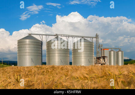 Warehouse storage of the harvest. Barley field near Stock Photo