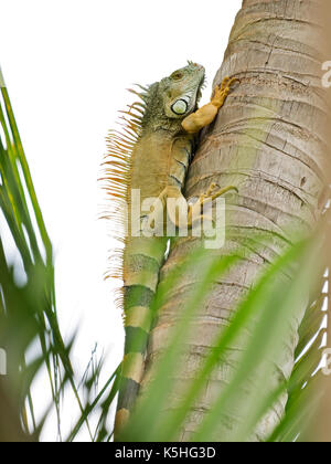 A wild iguana (species: iguana iguana) is climbing a tree in search of food. Stock Photo