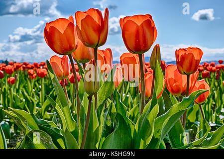 Red tulips are backlit by the sun on a farm in Washington State during the annual Skagit Valley tulip festival. Stock Photo