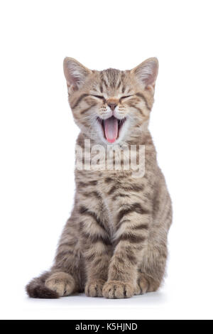 Small cat kitten with open mouth yawning. Studio shot. Stock Photo