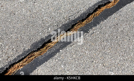 Close up picture of a road crack filled with pine needles, shallow depth of field, abstract background. Stock Photo