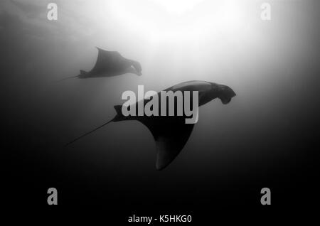 Giant Manta Ray (Manta birostris)  Two Giant Manta Rays filter feeding. These huge animals (with a wingspan of up to 7 meters) staged an incredible ba Stock Photo