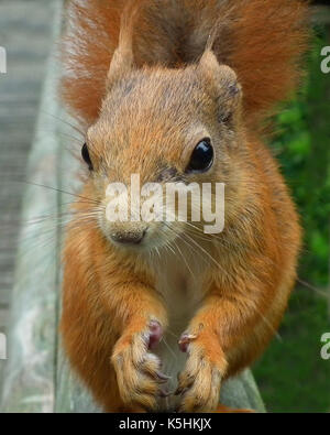 Red squirrel Stock Photo