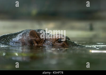 hippopotamus floating in pool, eye of hippopotamus Stock Photo