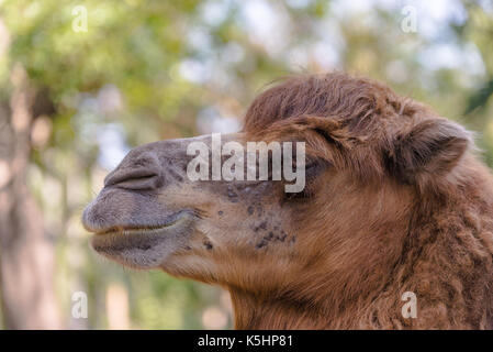 Camel in zoo, headshot Stock Photo