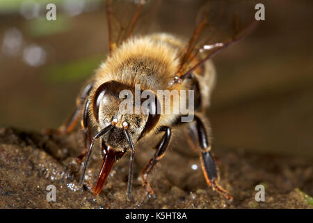 European honey bee drinking water Stock Photo