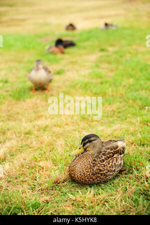 Ducks on meadow in New Zealand. Stock Photo