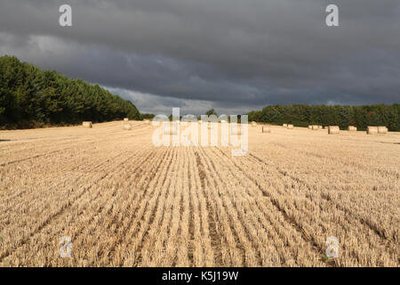 Field of hay Stock Photo