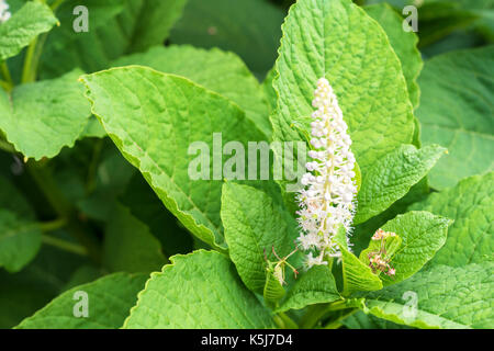 Indian pokeweed or Phytolacca acinosa Stock Photo