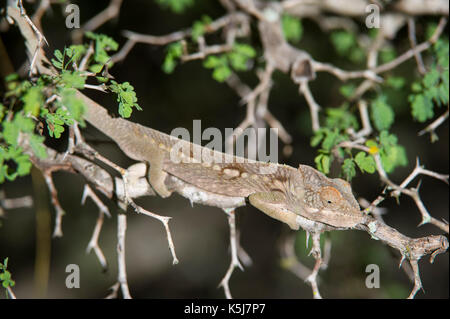 Warty chameleon, Furcifer verrucosus, Mandrare River Camp, Ifotaka Community Forest, Madagascar Stock Photo