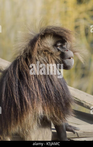 Baboon Sitting On Tree Trunk Masai Mara Kenya Stock Photo - Alamy