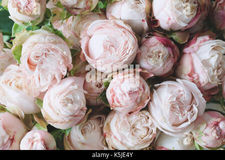 Pink shrub roses background. Horizontal. desaturated effect Stock Photo