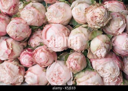 Pink shrub bush roses background. Shabby chic vintage peony roses for wedding. Horizontal. desaturated effect Stock Photo