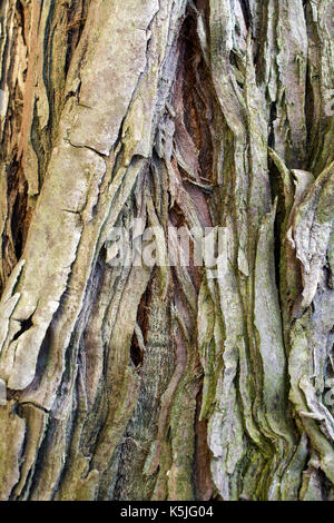 Detail on the bark of a young coastal redwood, Sequoia sempervirens- texture or background Stock Photo