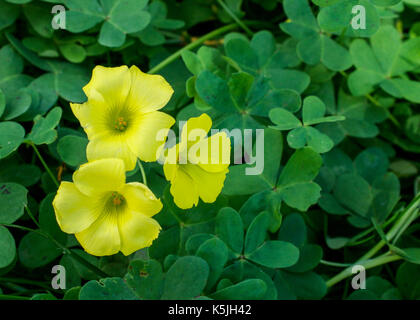 Closeup On Oxalis Plant In The Garden On Springtime With Some Water Drops Texture Or Background Stock Photo Alamy