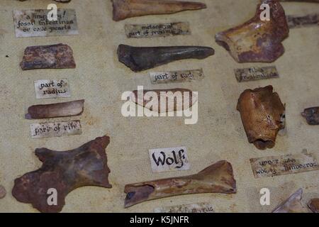 Brixham Cavern, Windmill Hill Bone Cave. An Ancient Monument, Discovered in 1858. Key Bone Evidence of the Antiquity of Man. South Devon, UK. 2017. Stock Photo