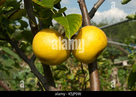 Two ripe yellow Chinese/ Asian pears growing on a branch, Stock Photo